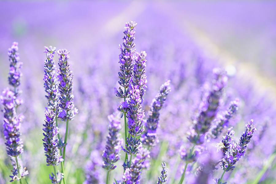 Lavender